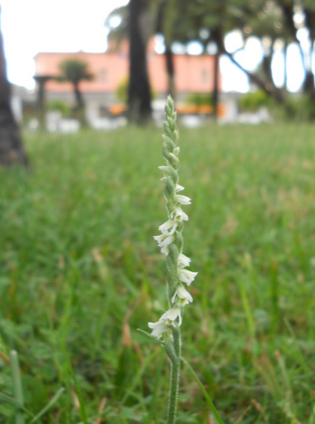 Spiranthes spiralis: riassunto...